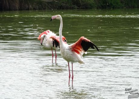 flamant rose