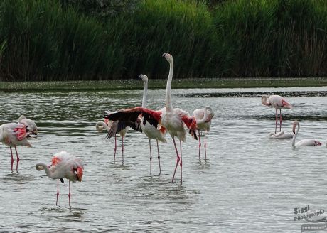 camargue