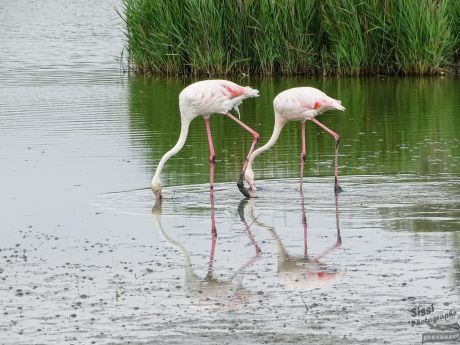 au bord de l'eau