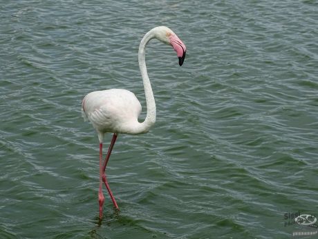 flamant rose