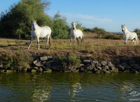 chevaux camarguais