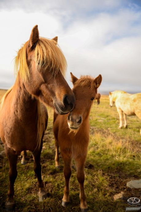 chevaux islandais