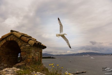 îles de Lérins mouette