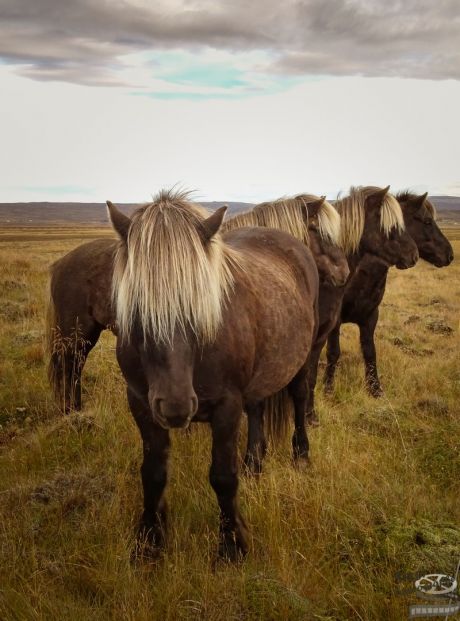 chevaux islandais